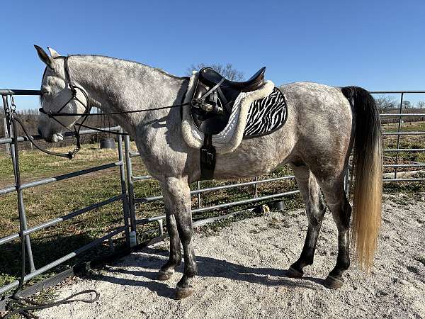 has-been-handled-stallion