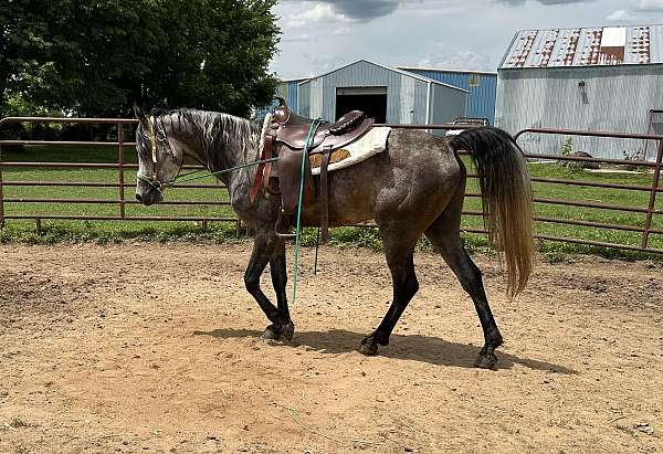 herd-stallion