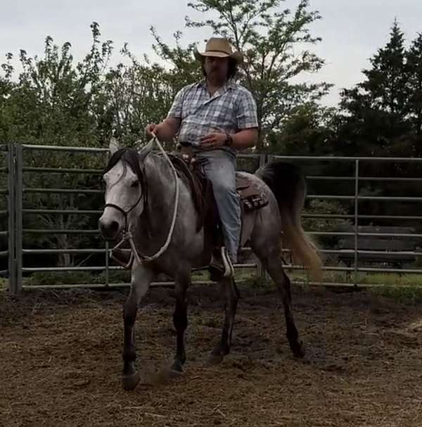 keeper-stallion