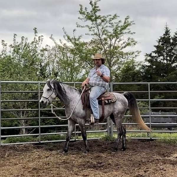 march-stallion