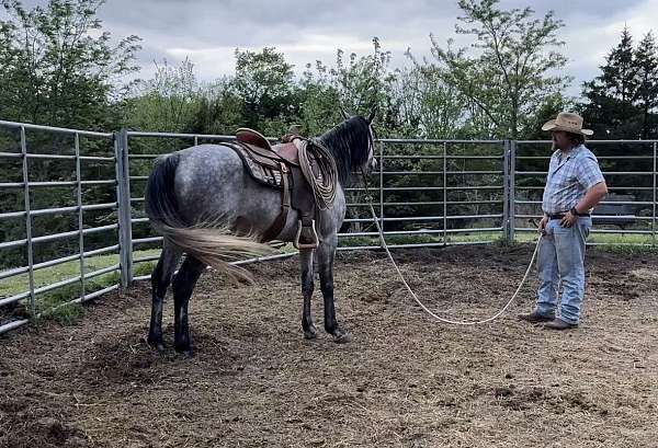 options-stallion