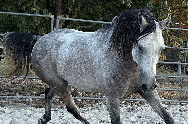 playful-stallion
