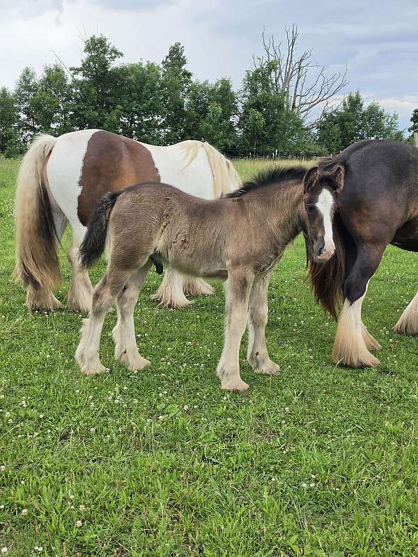 gypsy-vanner-colt