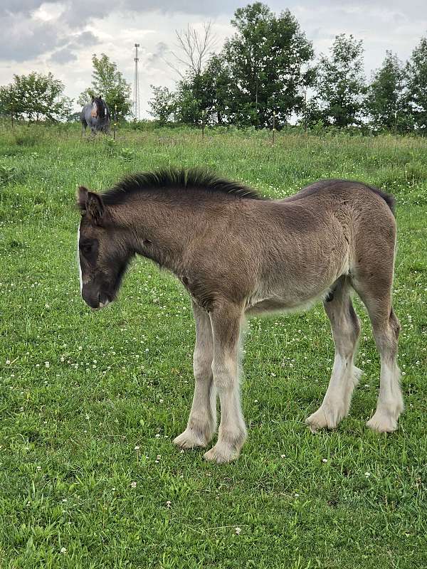 gypsy-vanner-horse-for-sale