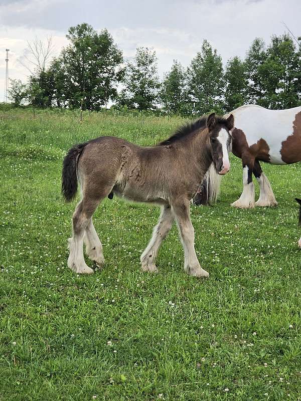 gypsy-vanner-horse