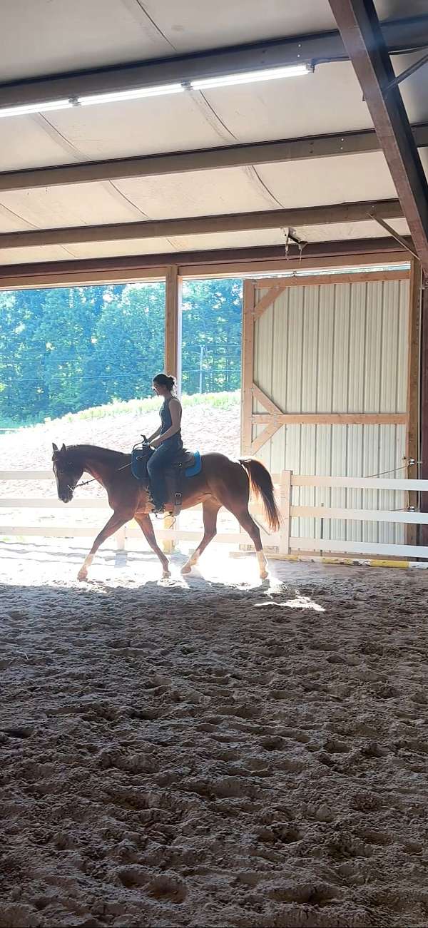 quarter-horse-mare