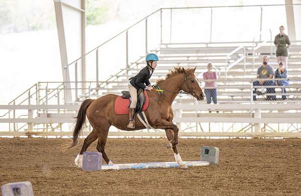 quarter-horse-for-sale