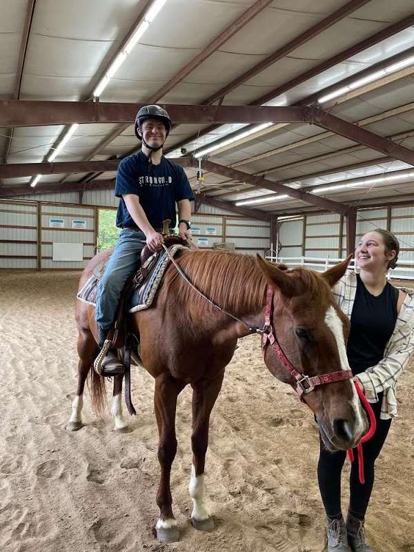 quarter-horse