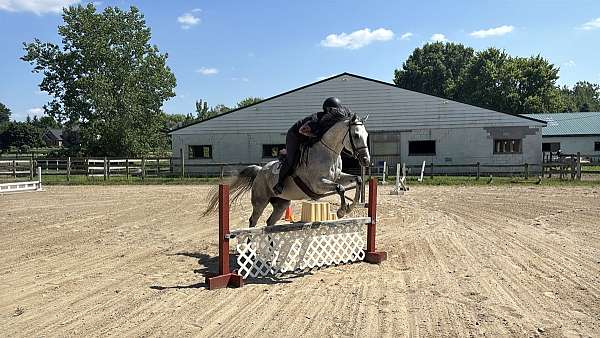 thoroughbred-mare