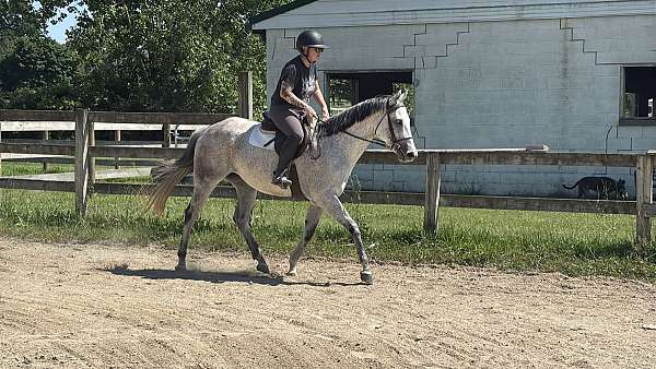 thoroughbred-horse-for-sale