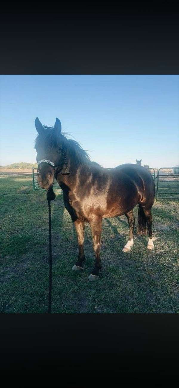 all-around-trail-riding-american-gaited-horse