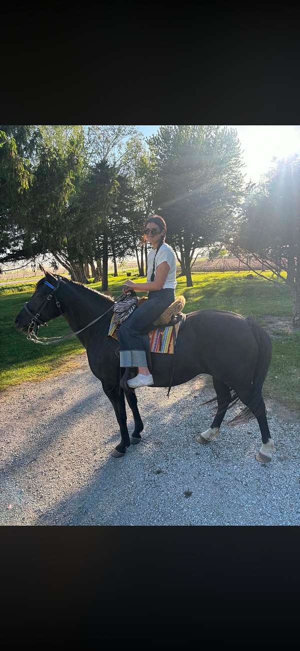 bay-american-gaited-horse-mare