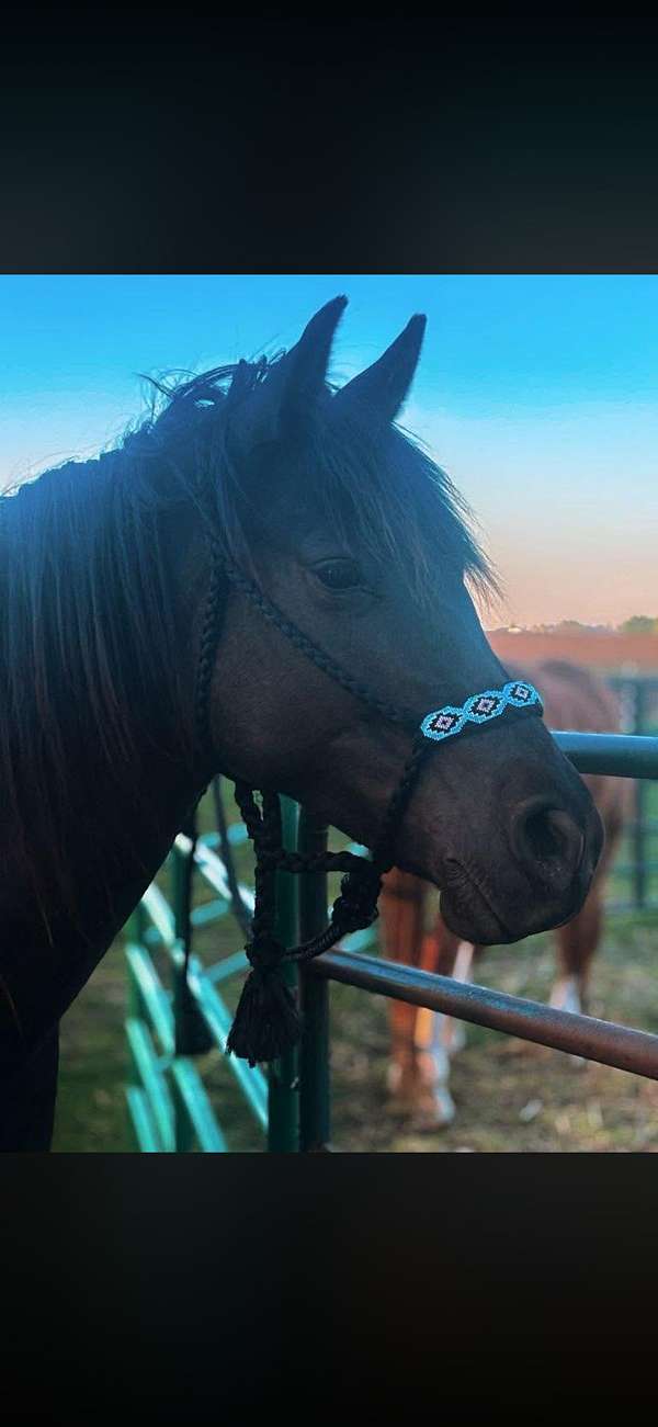14-hand-american-gaited-horse-mare
