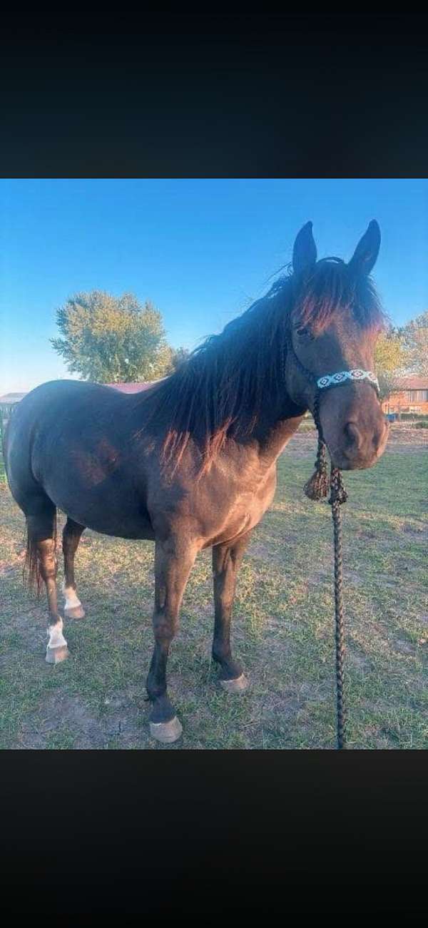bay-american-gaited-horse-for-sale