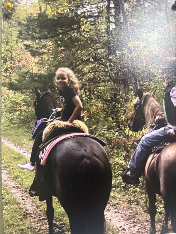 14-hand-american-gaited-horse