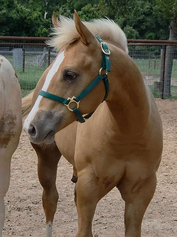 all-around-paint-horse