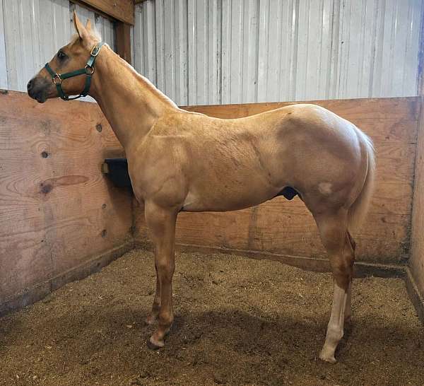 barrel-racing-paint-horse