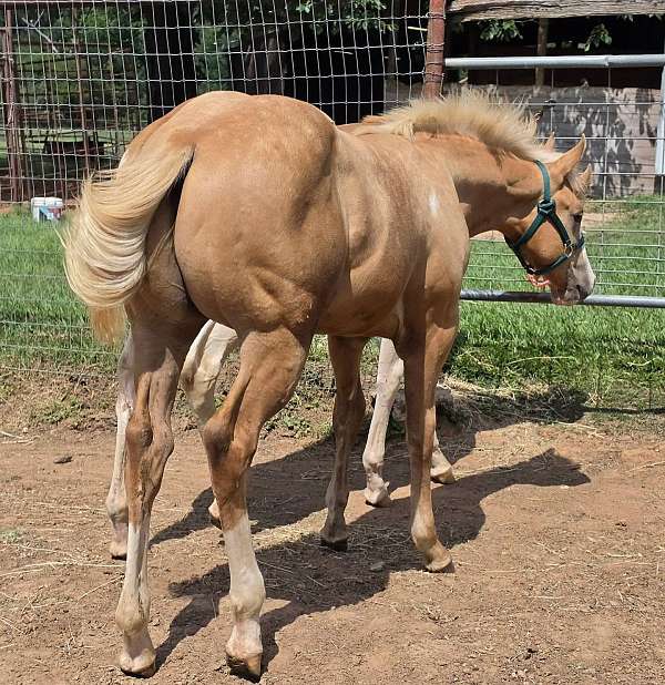 blue-eyed-paint-horse