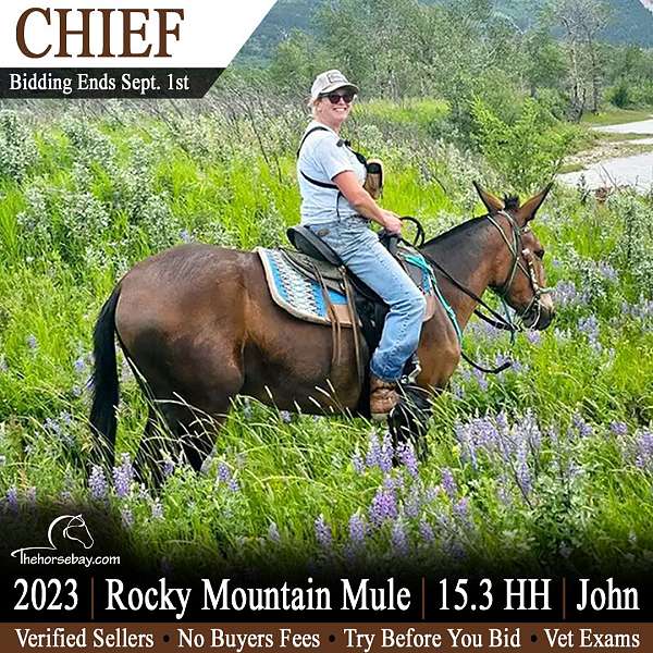 blue-roan-belgian-for-sale