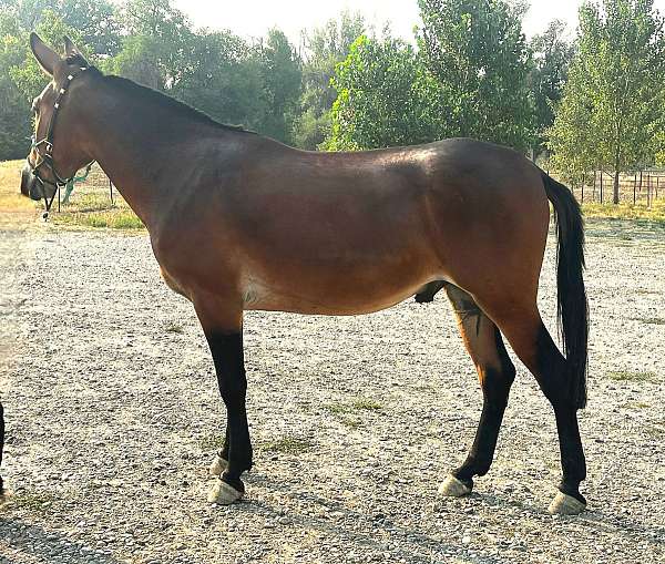 blue-roan-belgian-horse