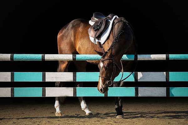 bay-stripe-two-white-socks-horse