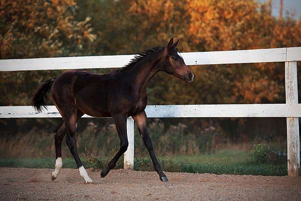 all-around-quarter-horse