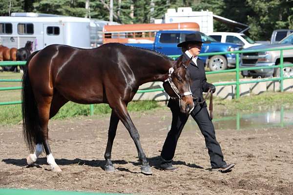 english-pleasure-quarter-horse