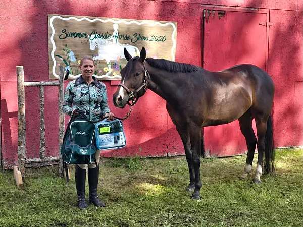 show-quarter-horse