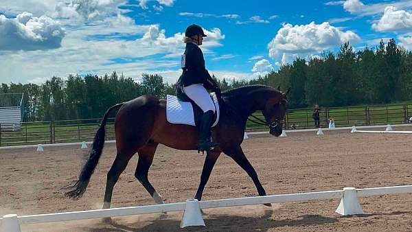 showmanship-quarter-horse