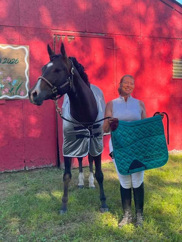 trail-quarter-horse