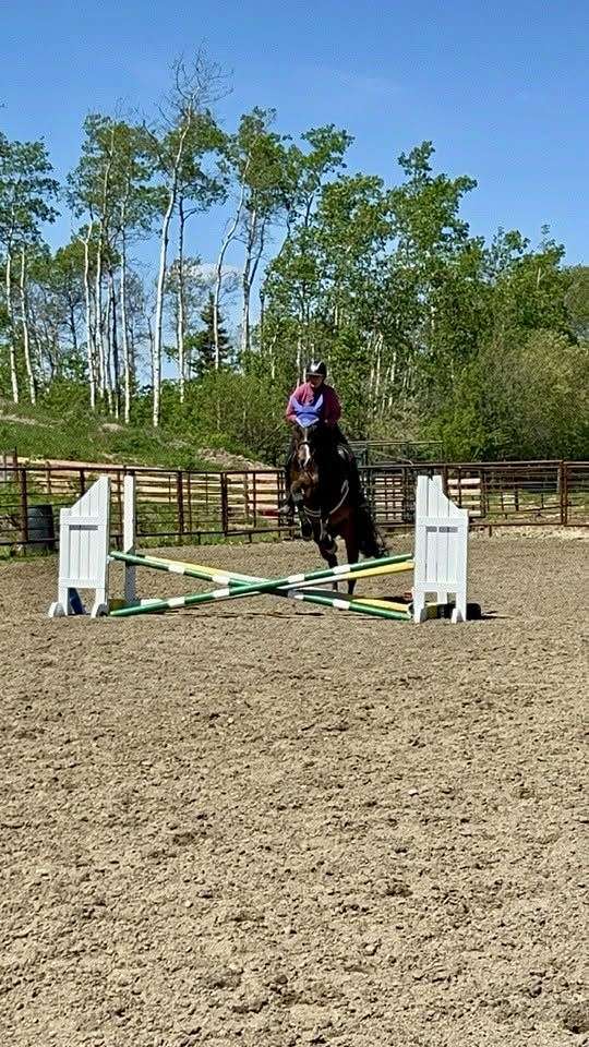 trail-class-competition-quarter-horse
