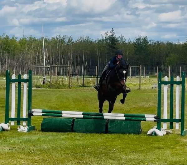 western-dressage-quarter-horse