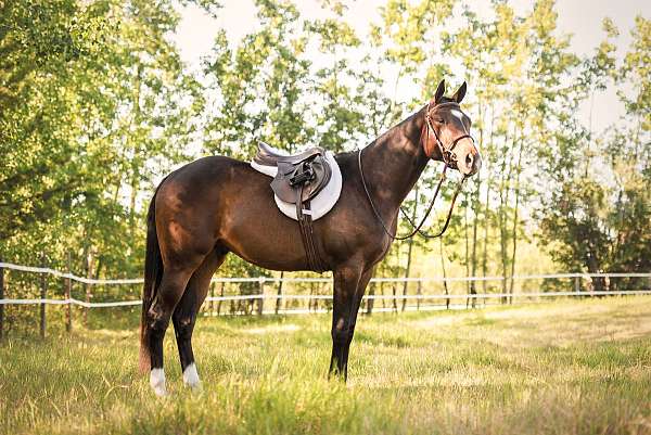 hunt-seat-equitation-quarter-horse