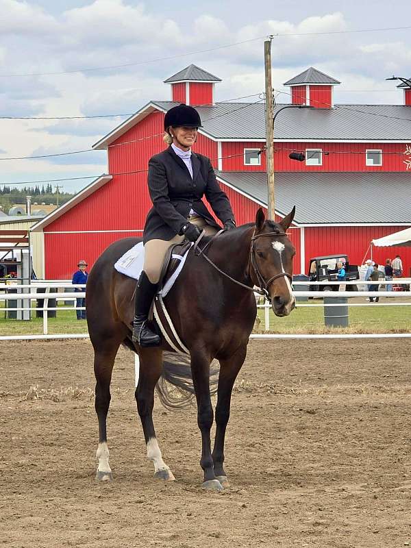 stripe-two-white-socks-horse