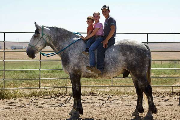 tobiano-paint-horse