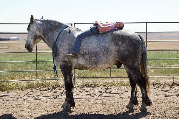 all-around-gypsy-vanner-horse