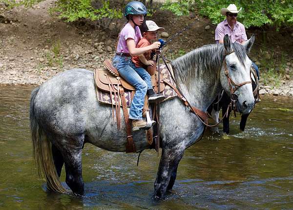 athletic-gypsy-vanner-horse