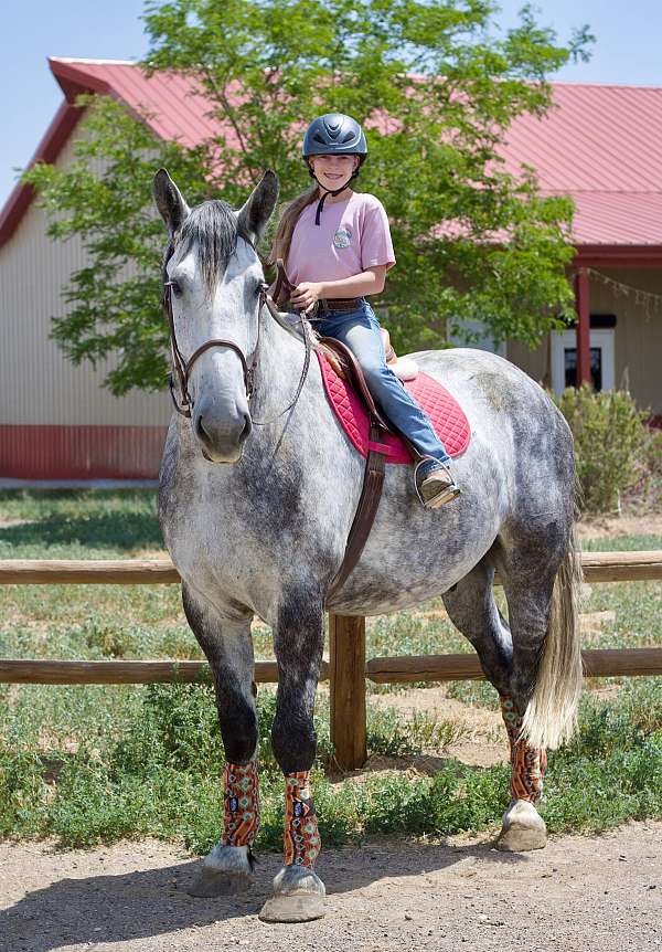 companion-gypsy-vanner-horse