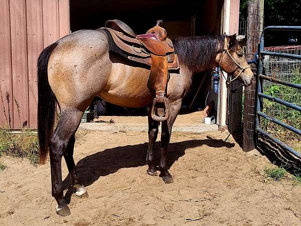 buckskin-roan-aqha-stallion