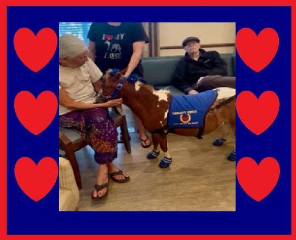experienced-miniature-horse