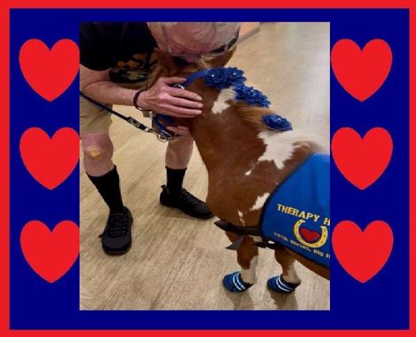 sorrel-pinto-horse