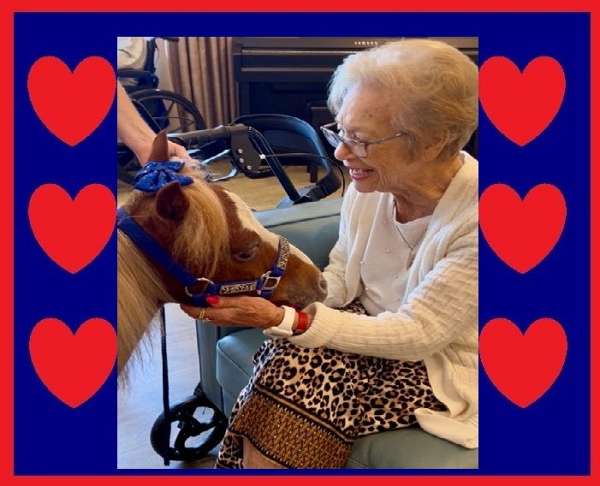 husband-safe-miniature-horse