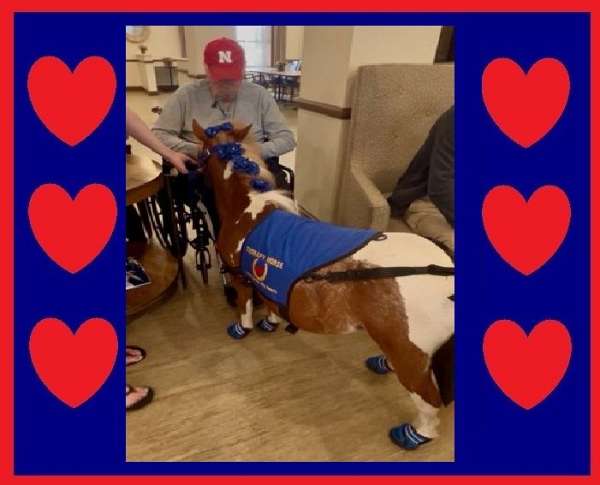therapy-miniature-horse