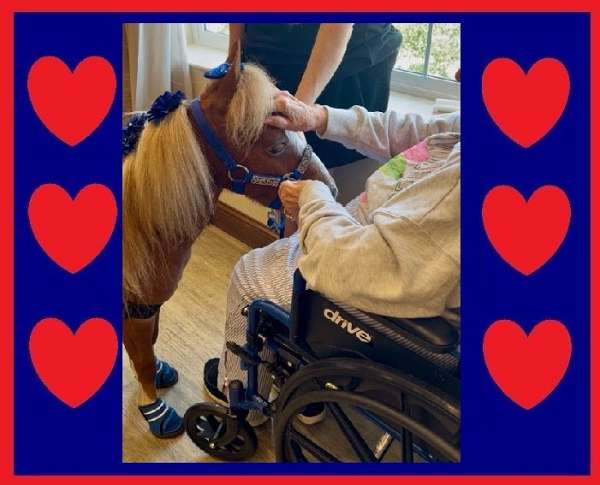 trained-miniature-horse
