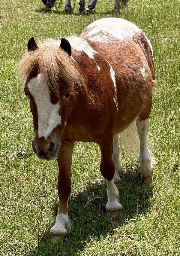 tobiano-finished-horse