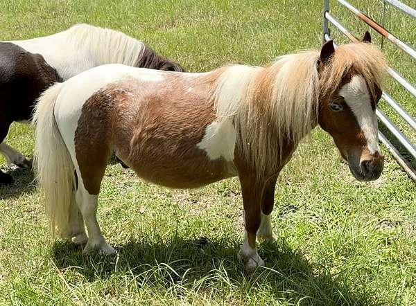 tobiano-flashy-horse
