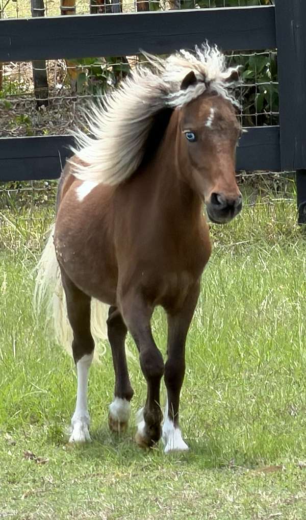tobiano-miniature-filly