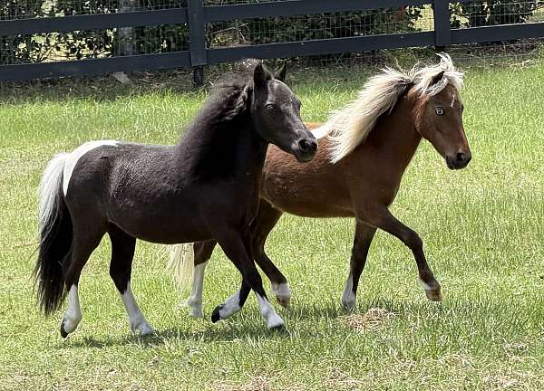 trained-miniature-horse
