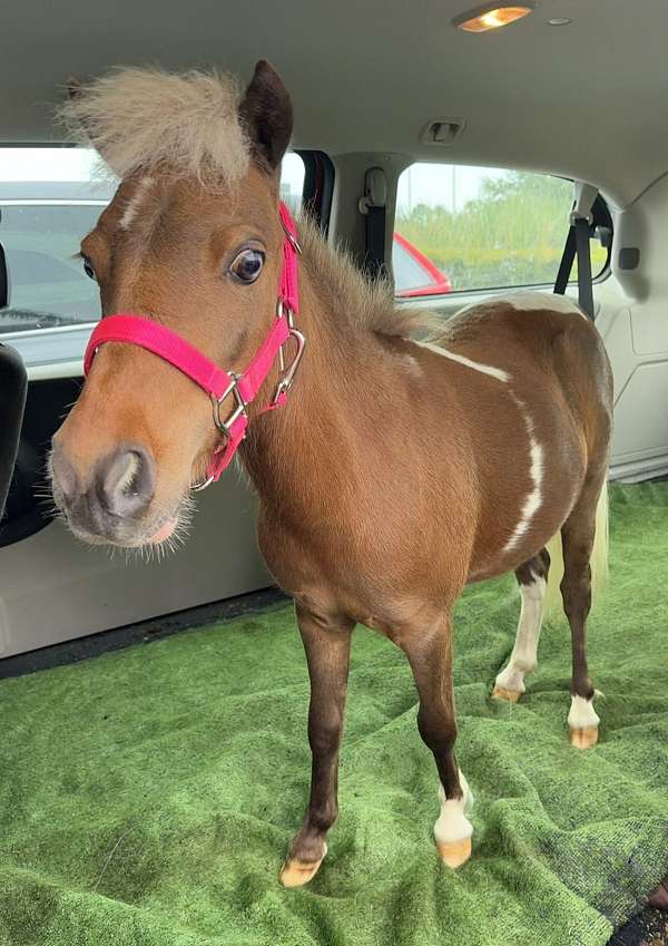 therapy-miniature-horse