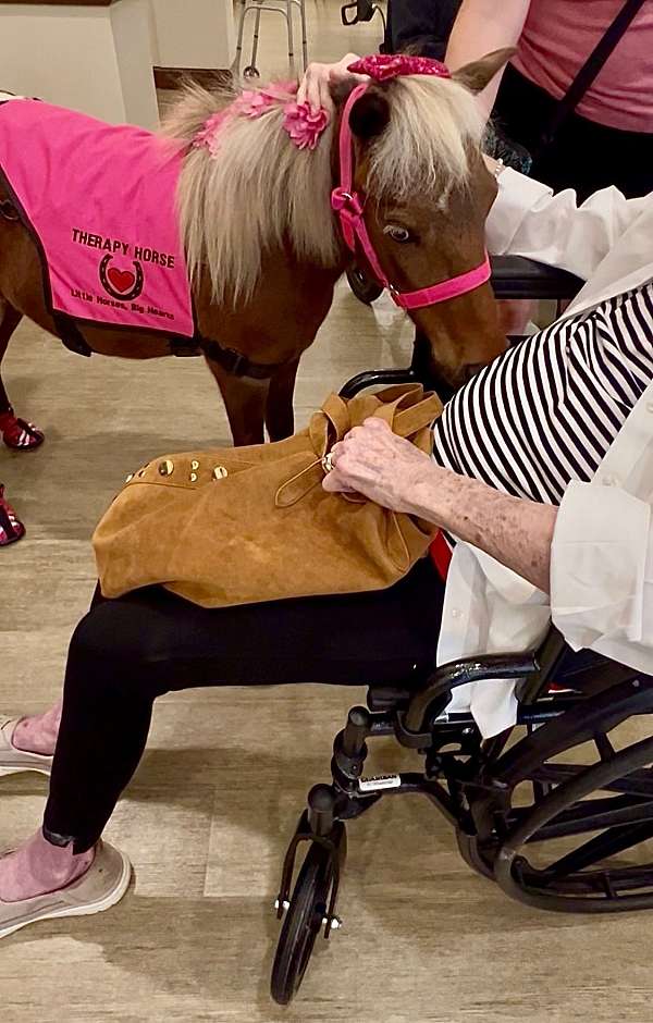 blue-eyed-miniature-horse